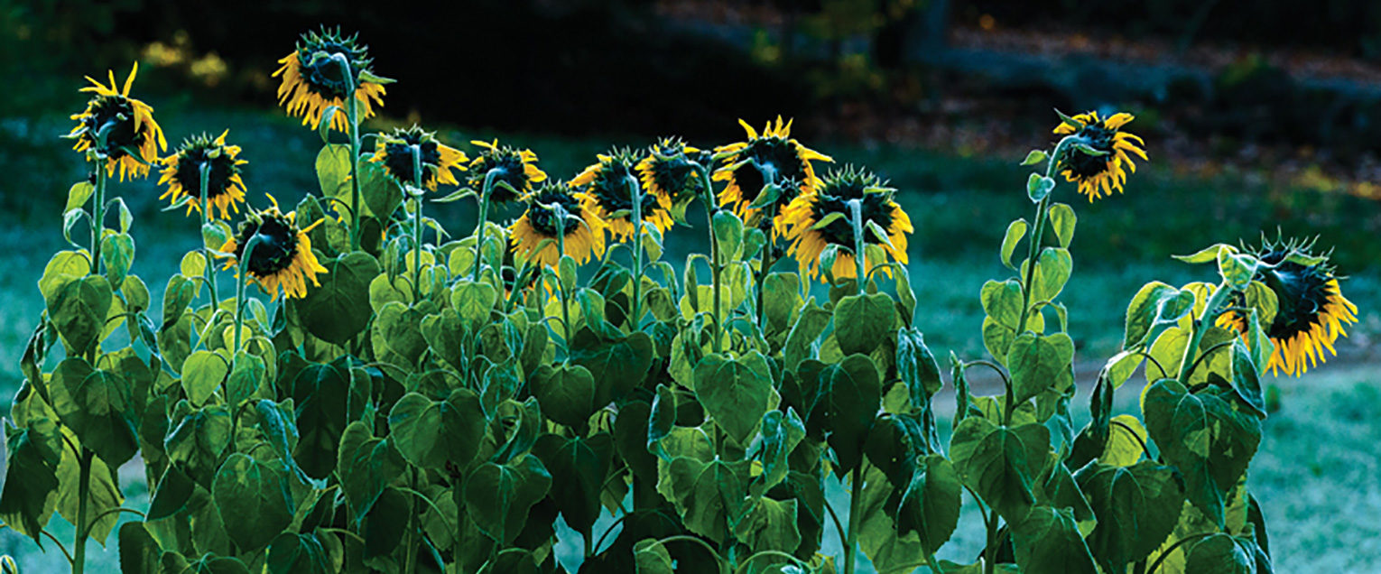 A row of sunflowers at dusk